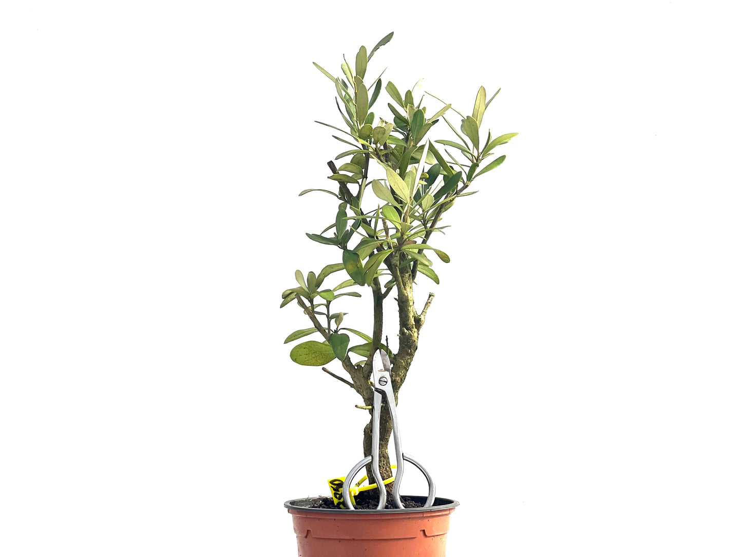 Olea Europaea 3850
