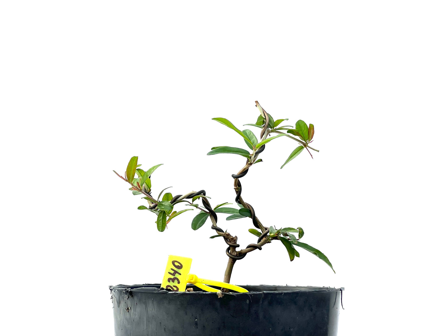 Punica Granatum Nejikan 2340