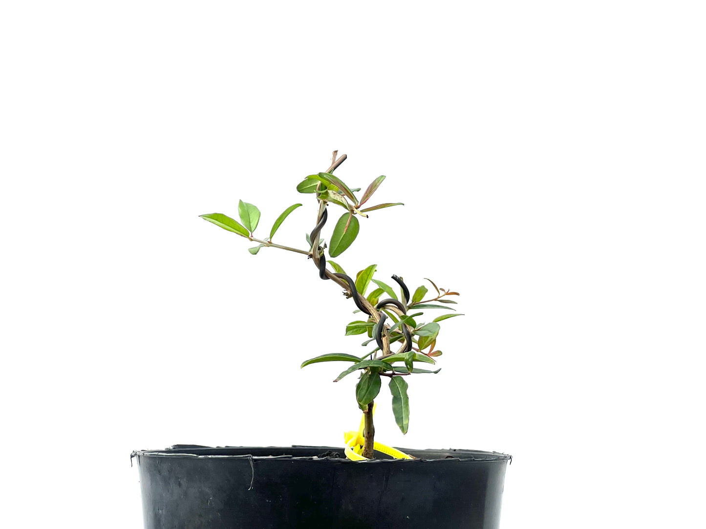 Punica Granatum Nejikan 2340