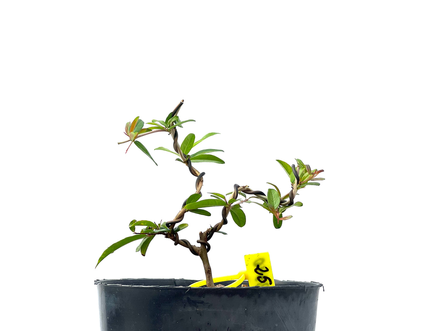 Punica Granatum Nejikan 2340