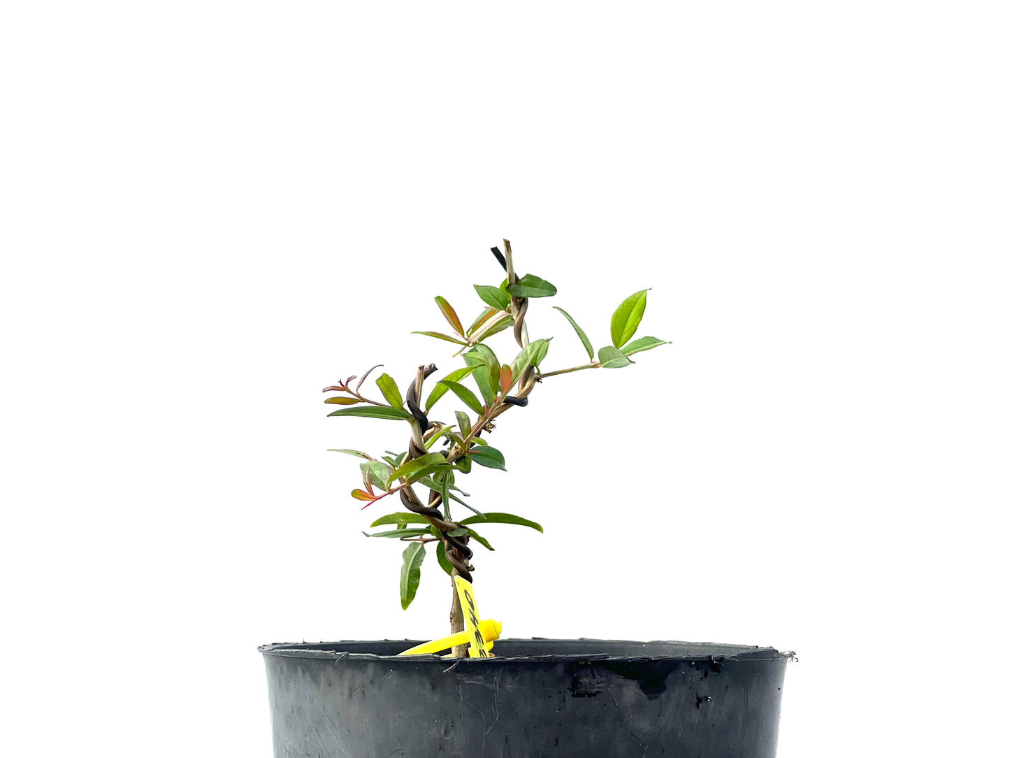 Punica Granatum Nejikan 2340