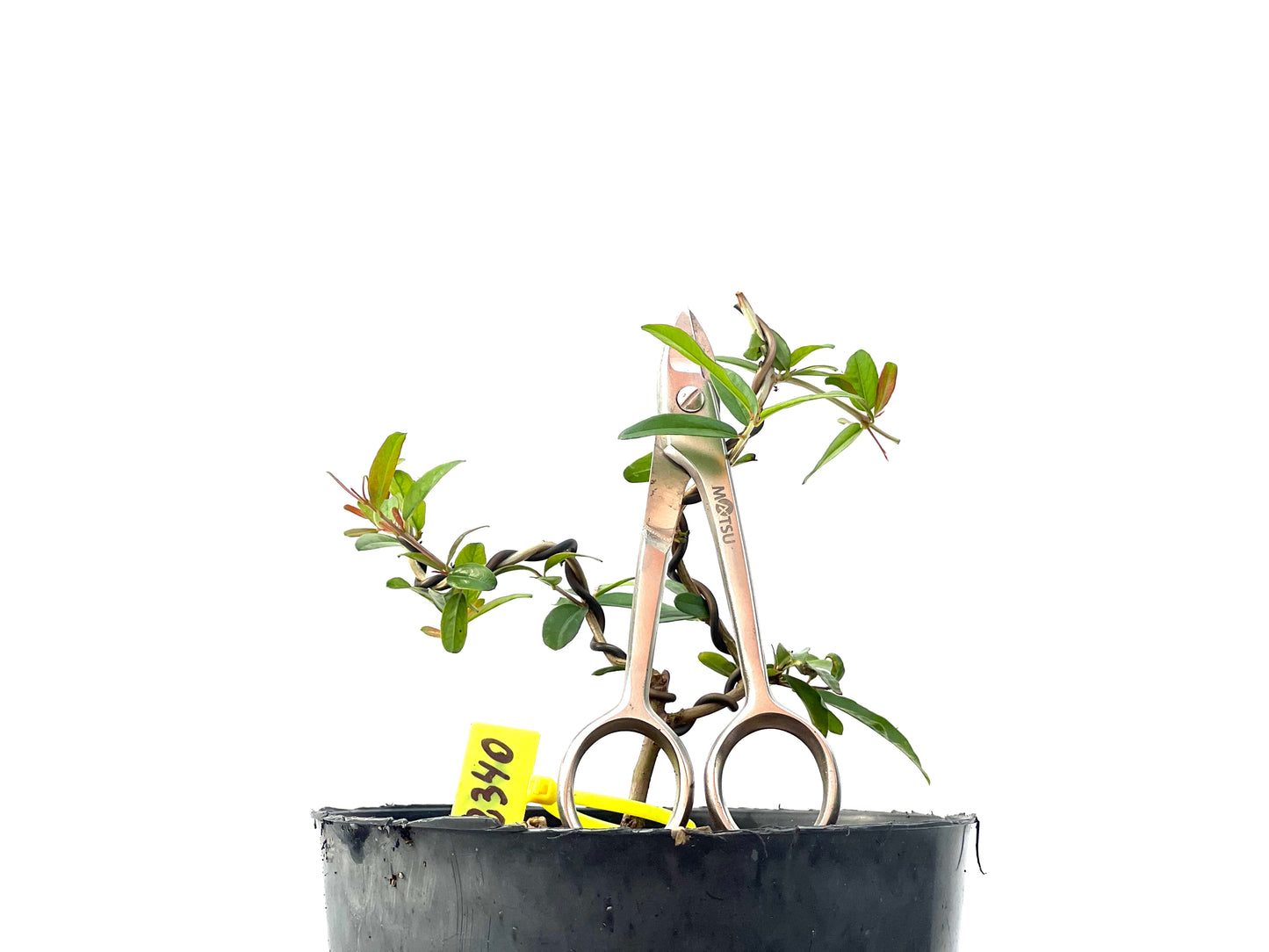 Punica Granatum Nejikan 2340