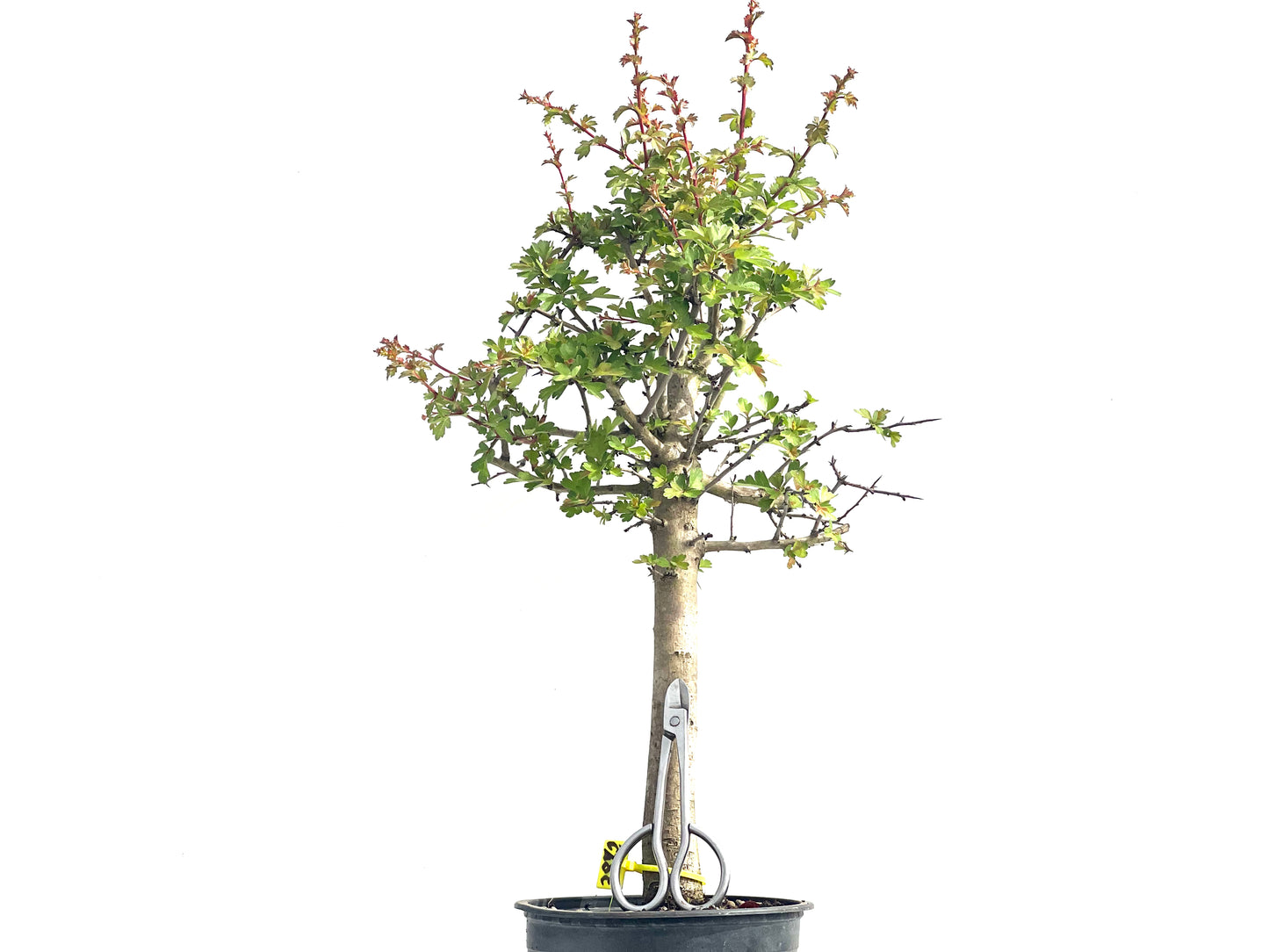 Crataegus Monogyna 3872