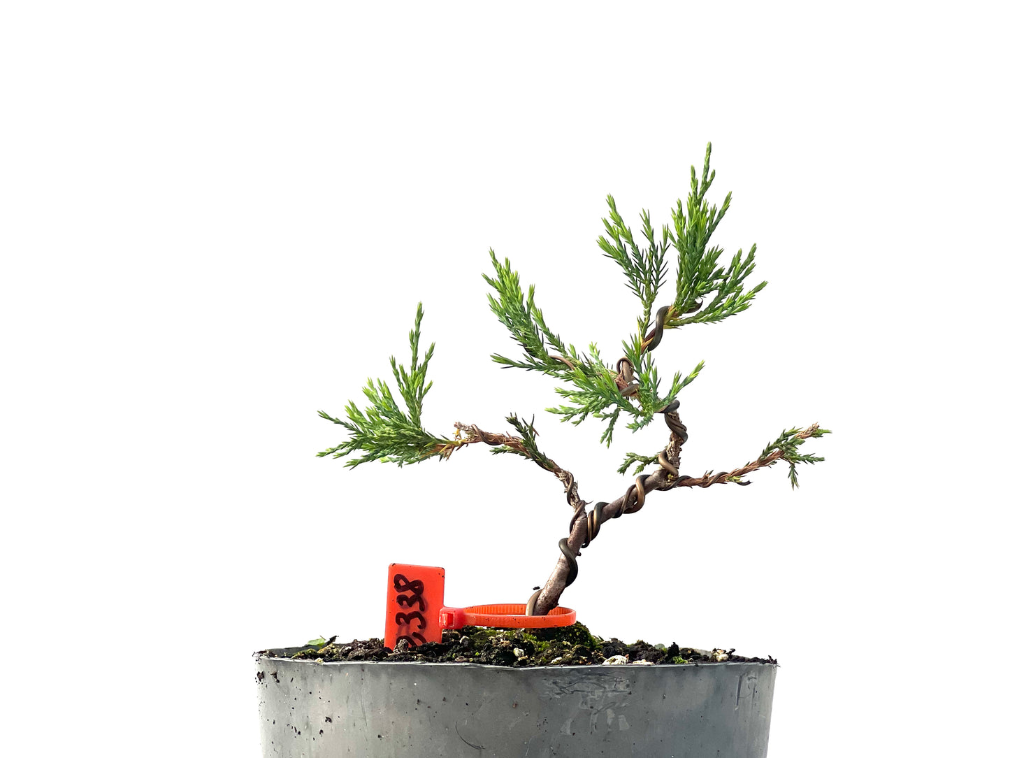 Juniperus Sabina 2338