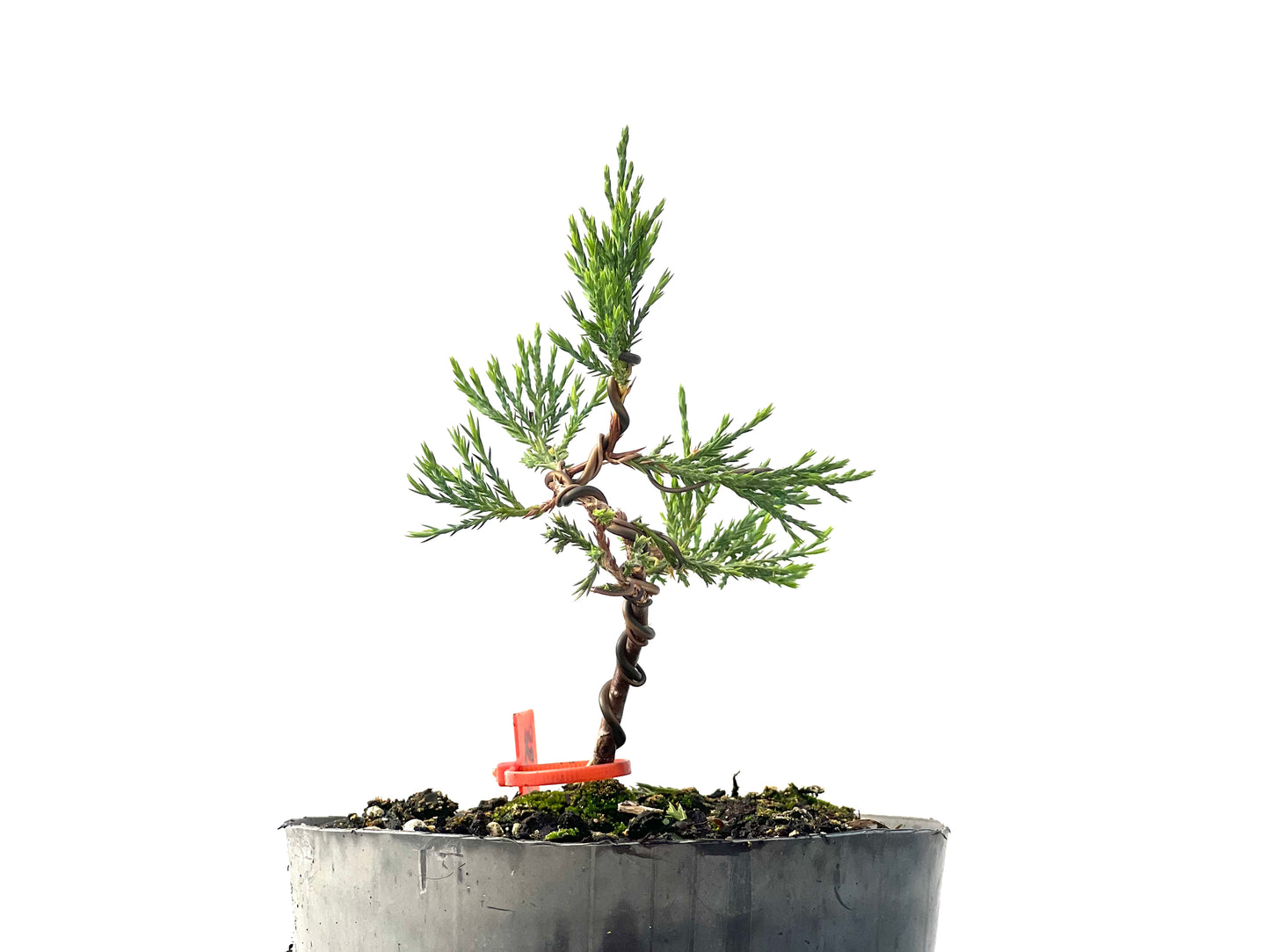 Juniperus Sabina 2338