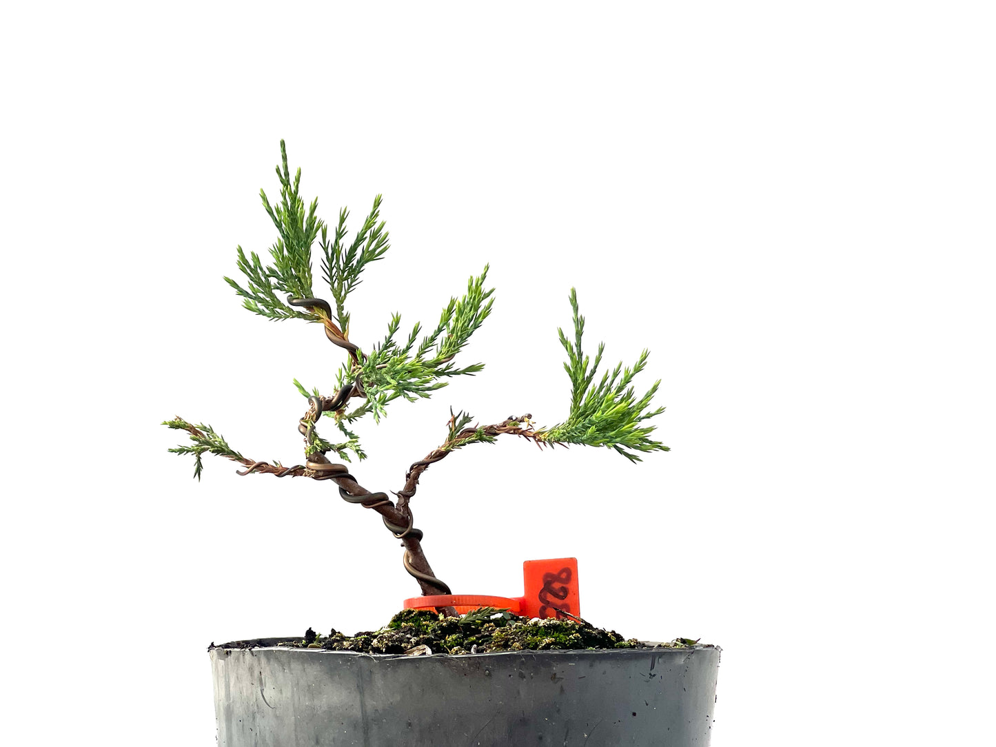 Juniperus Sabina 2338