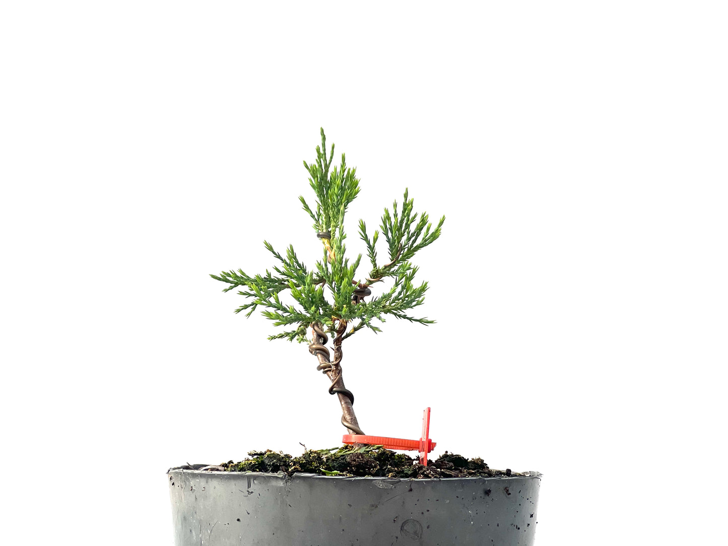 Juniperus Sabina 2338