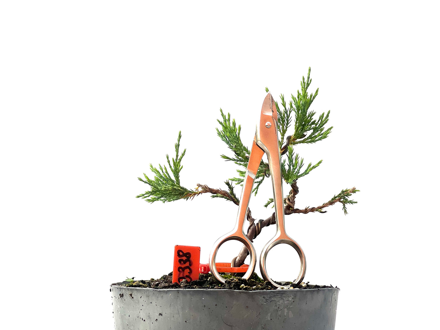 Juniperus Sabina 2338