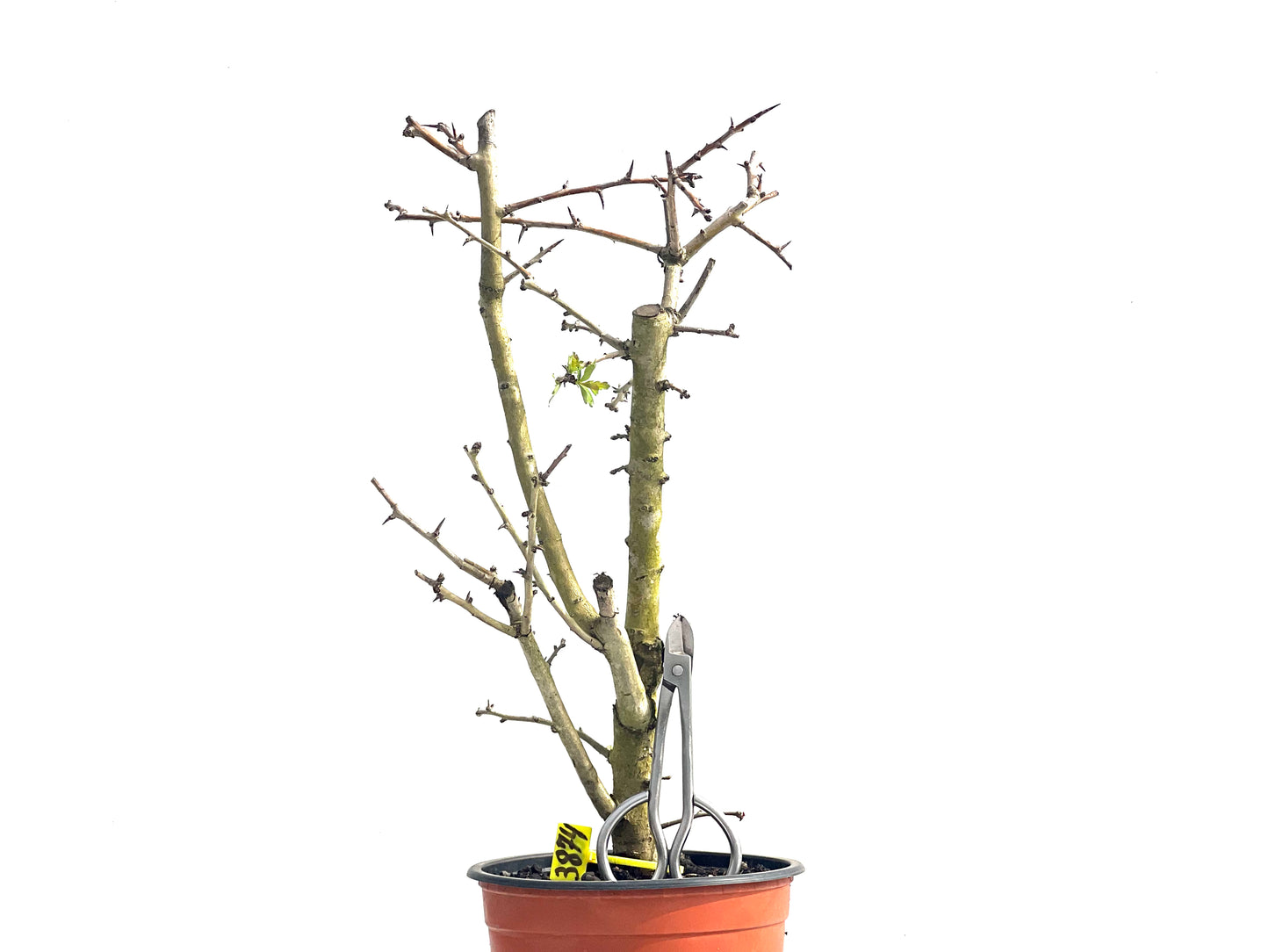 Crataegus Monogyna 3874