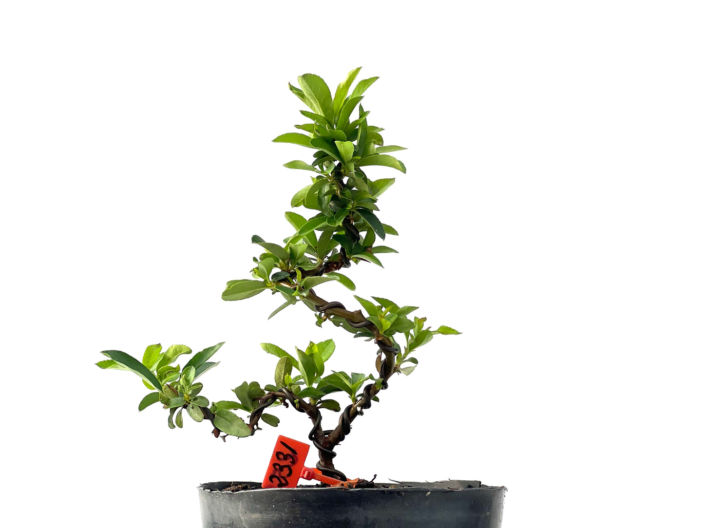Pyracantha 2331