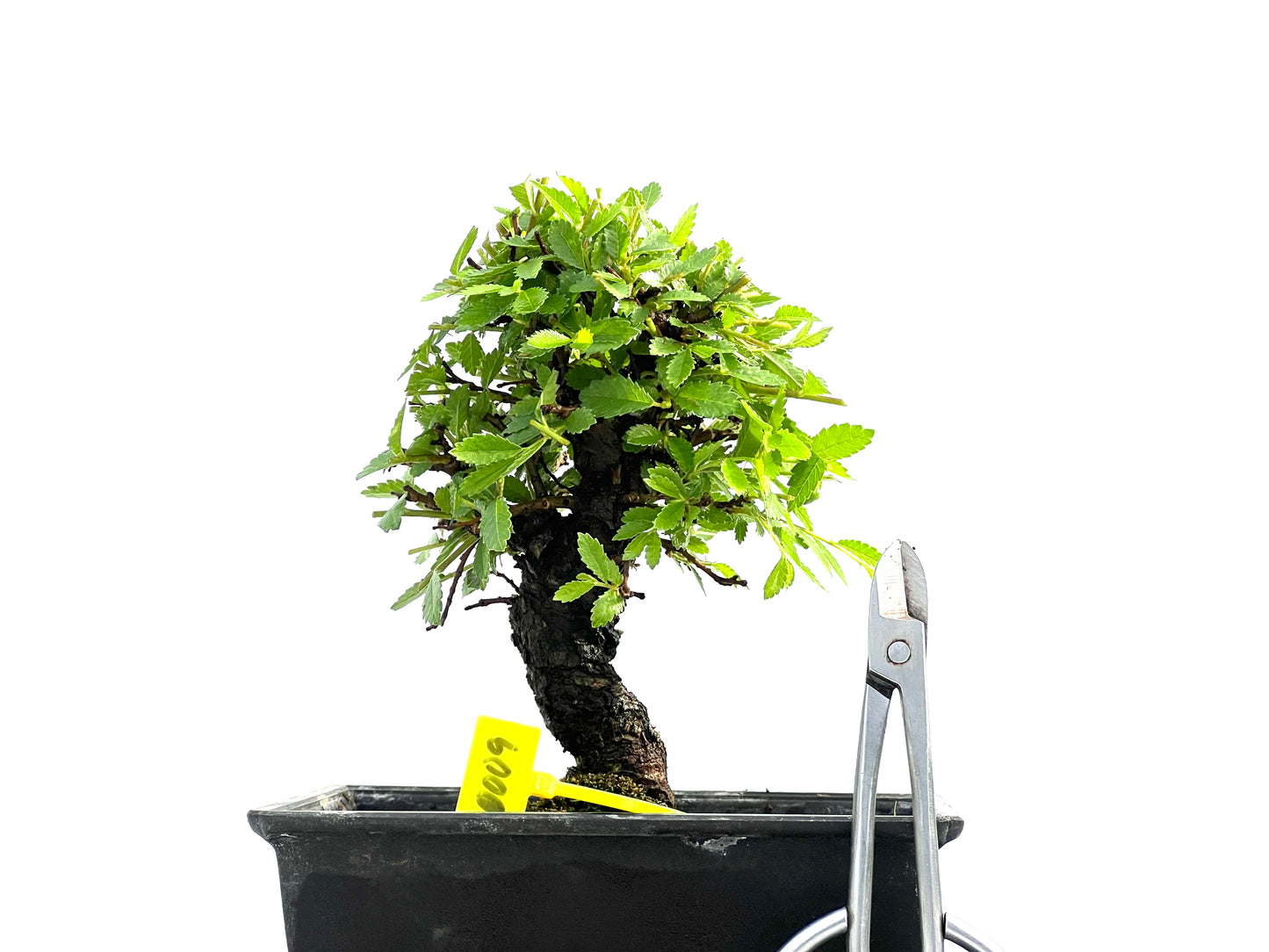 Zelkova Nire 0009