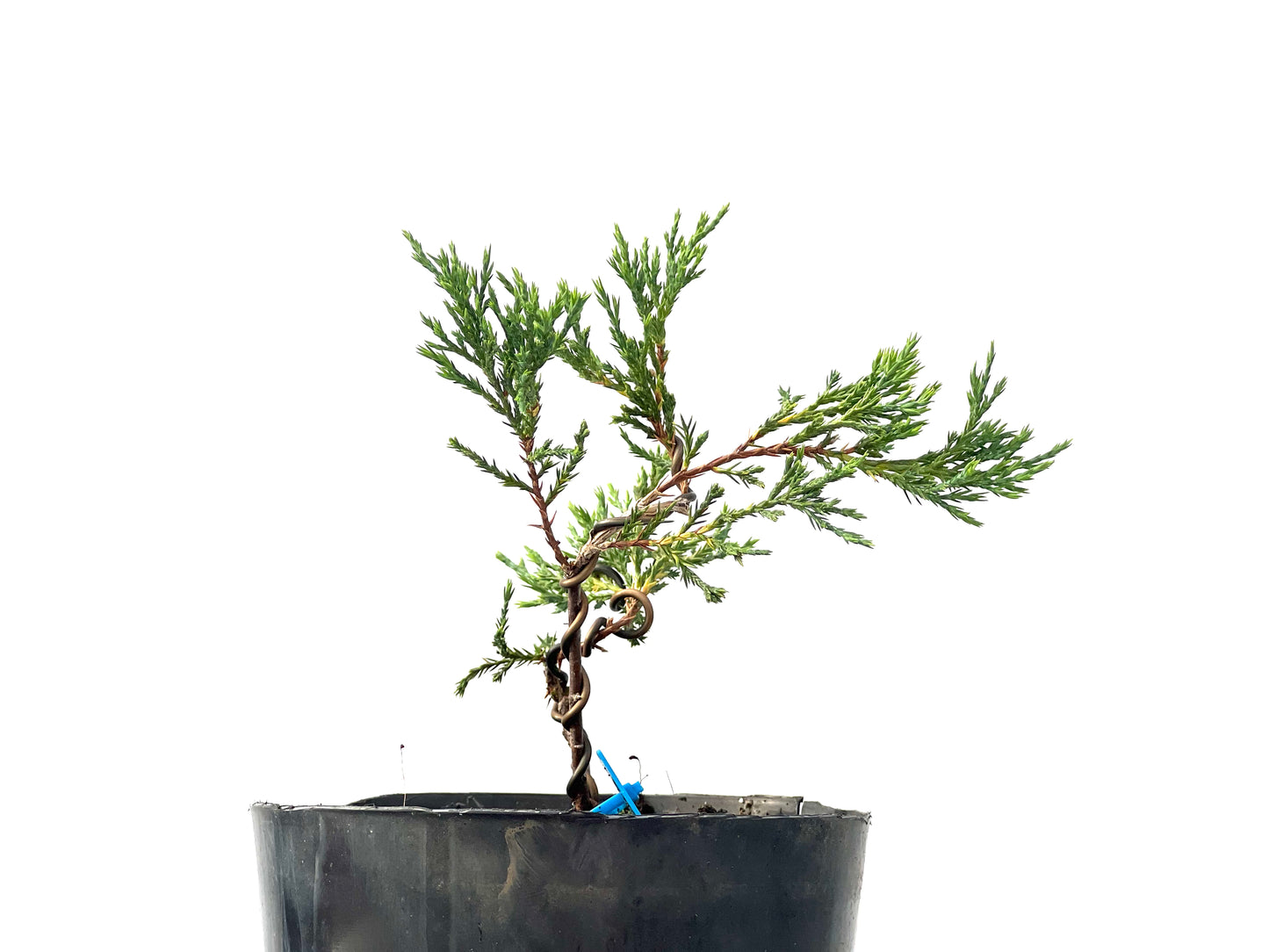 Juniperus Sabina 2332