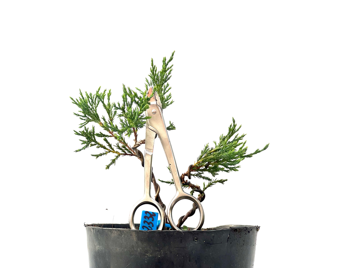 Juniperus Sabina 2332