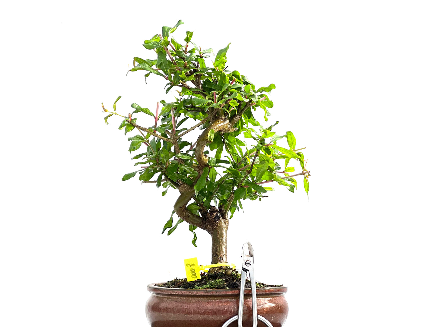 Punica Granatum Nejikan 0008