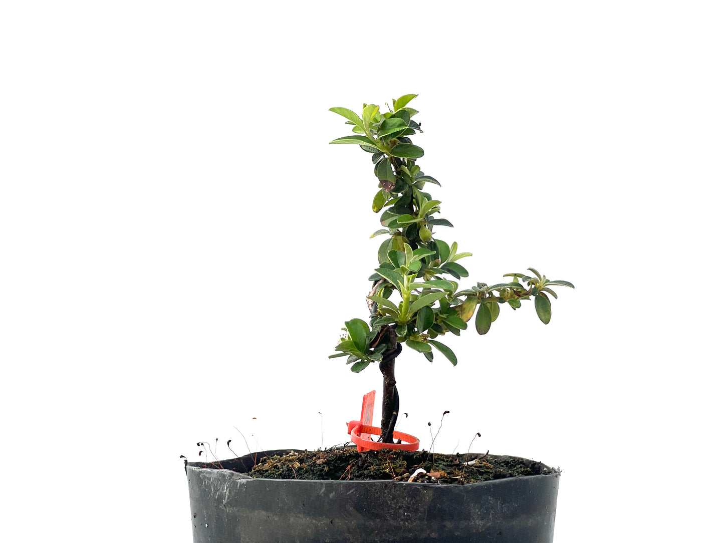 Cotoneaster 2333
