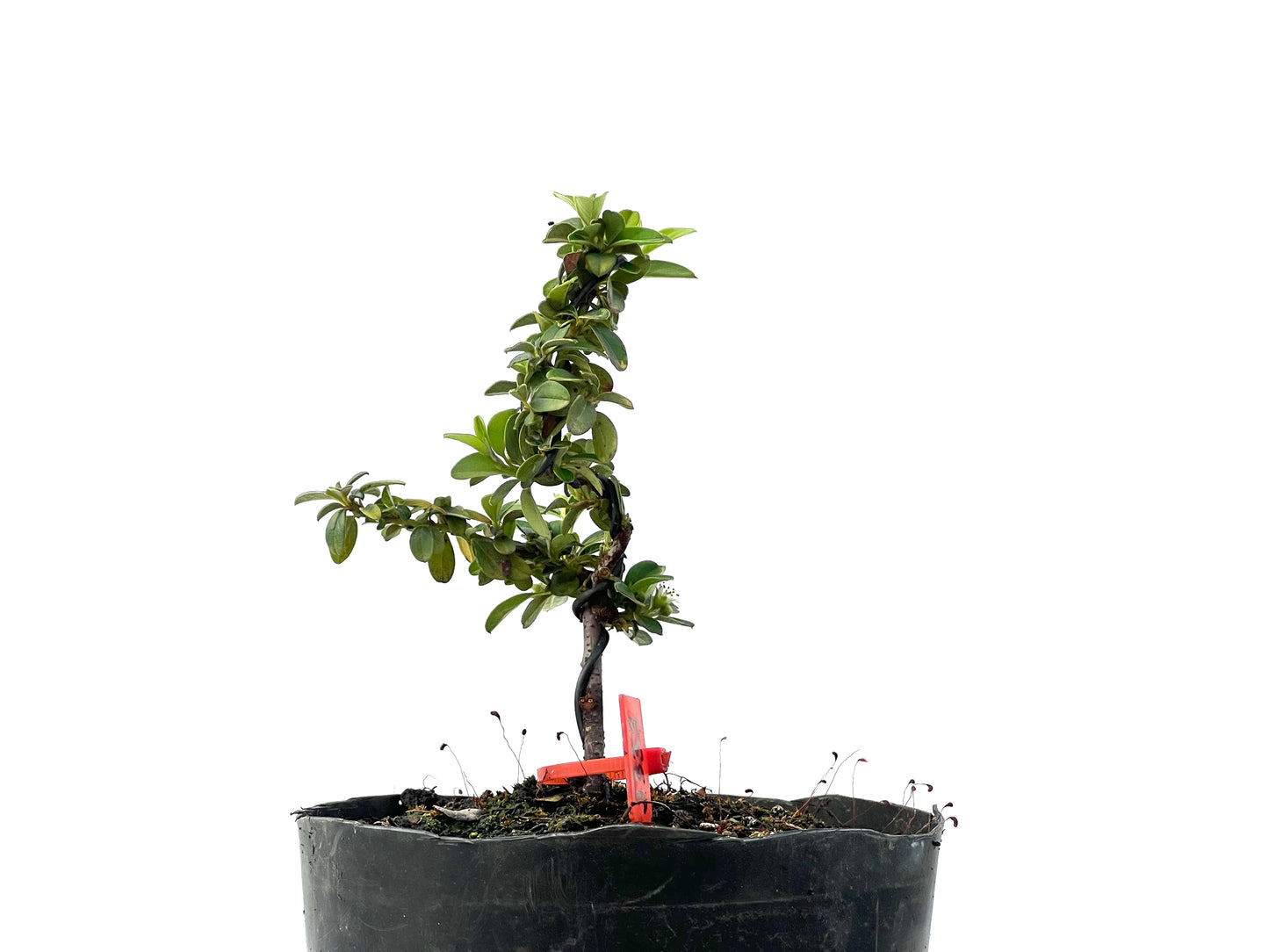 Cotoneaster 2333