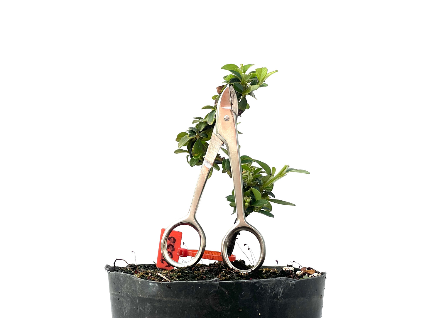 Cotoneaster 2333