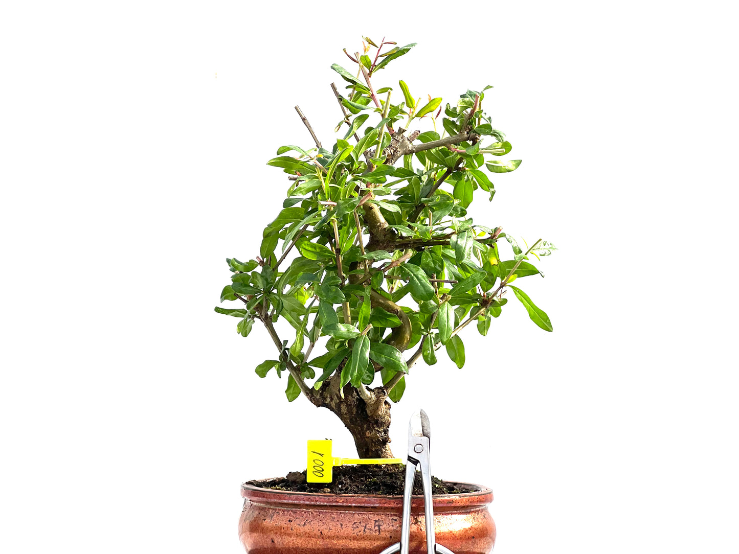 Punica Granatum Nejikan 0001