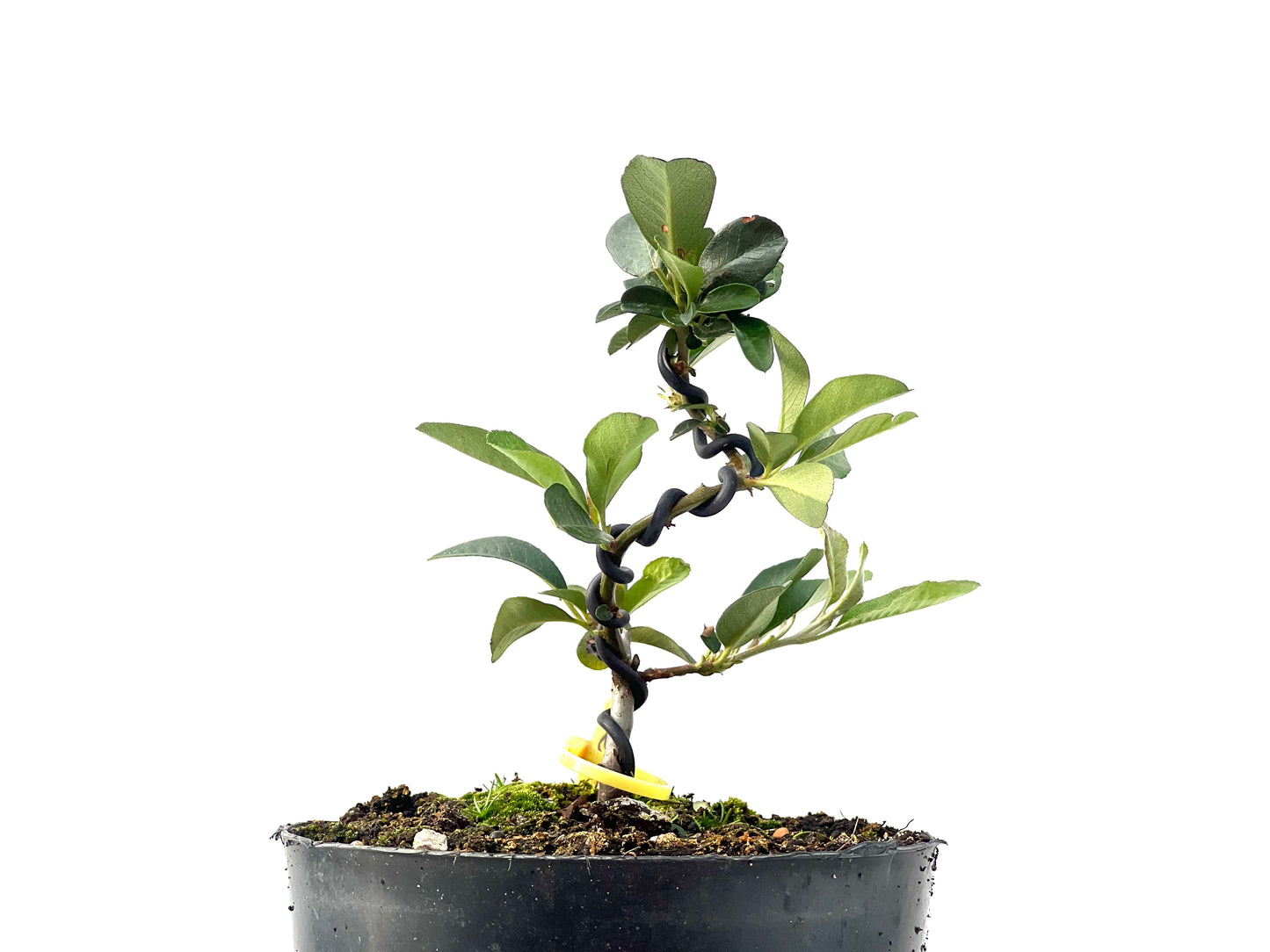 Pyracantha 2337