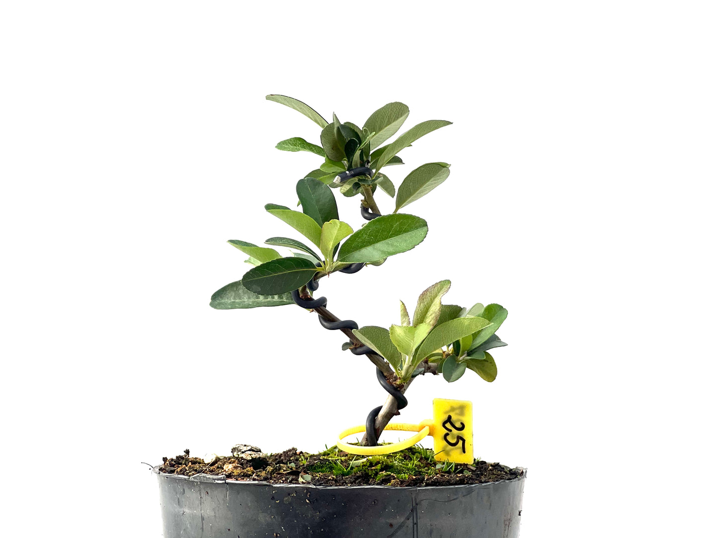 Pyracantha 2337