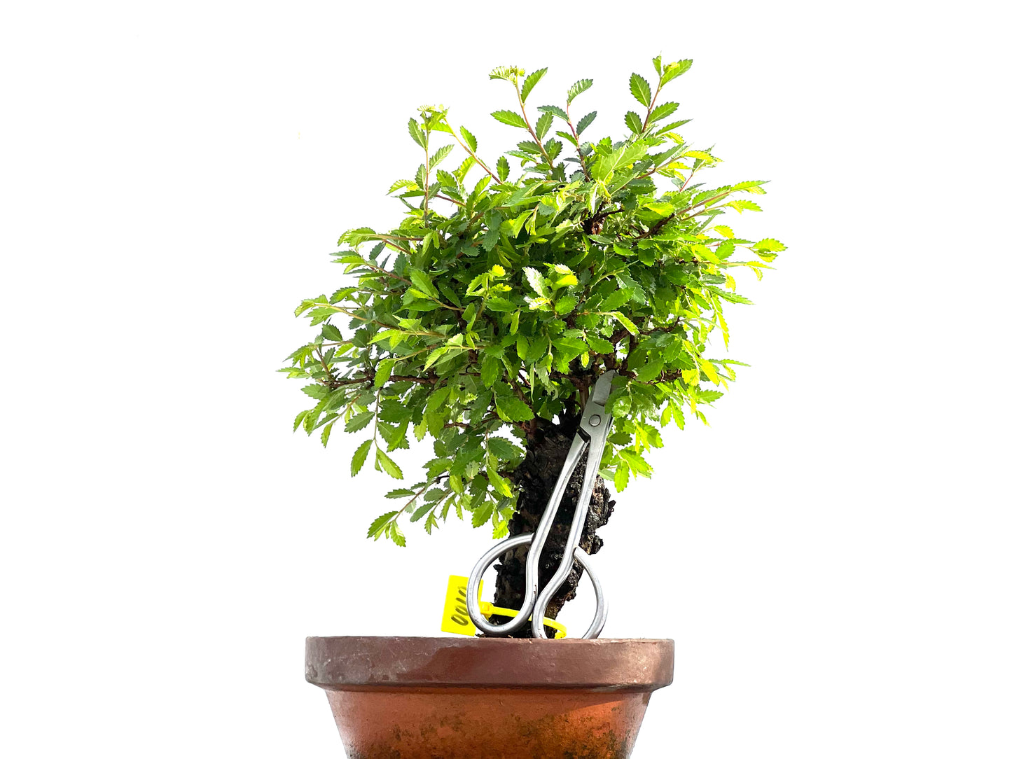 Zelkova Nire 0010