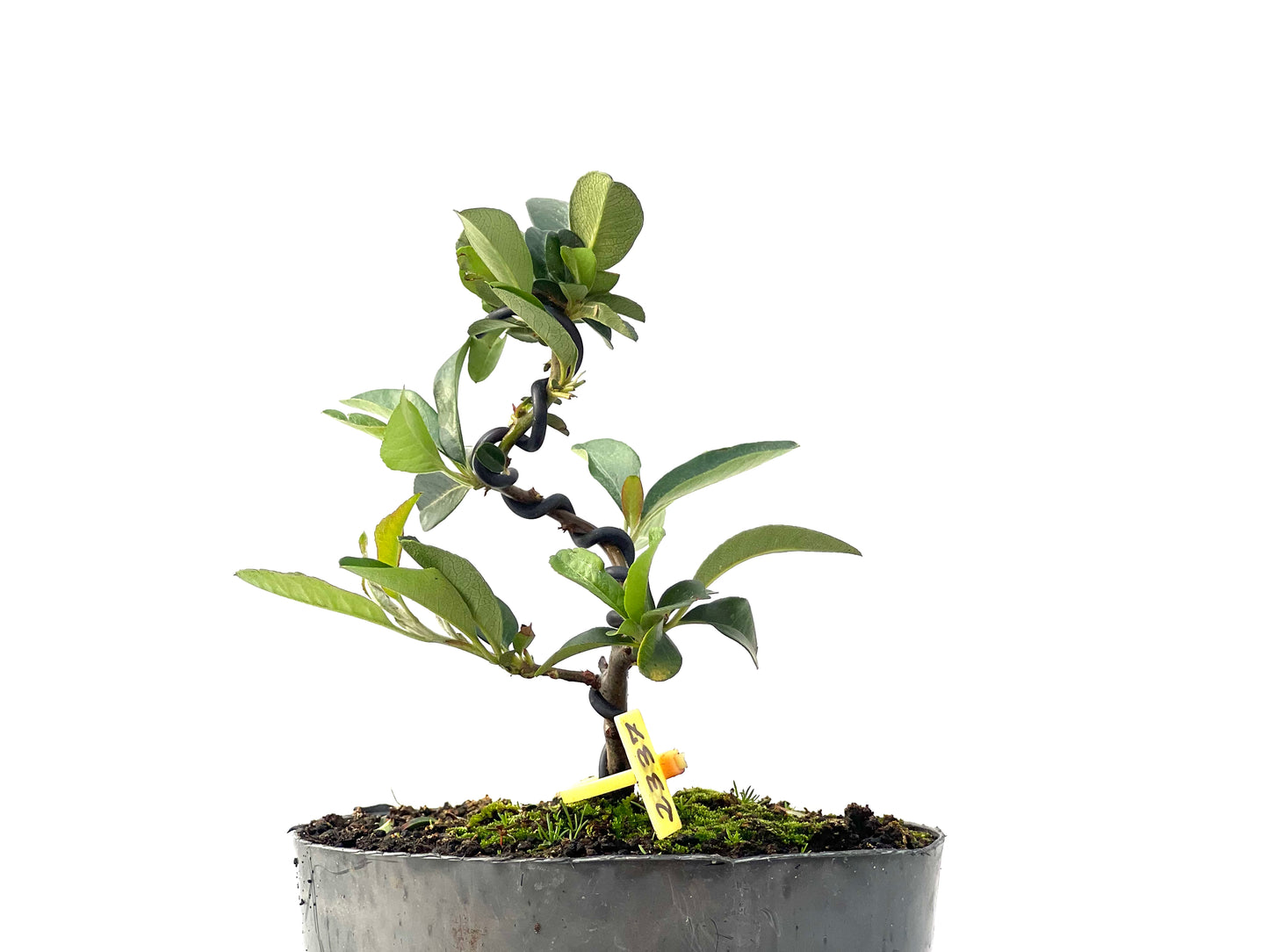 Pyracantha 2337