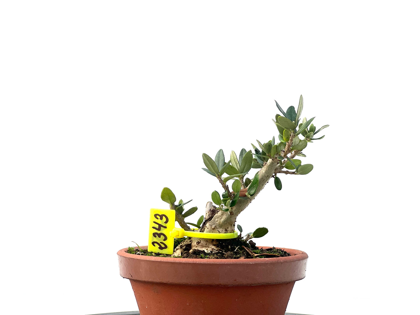 Olea Europaea Sylvestris 2343