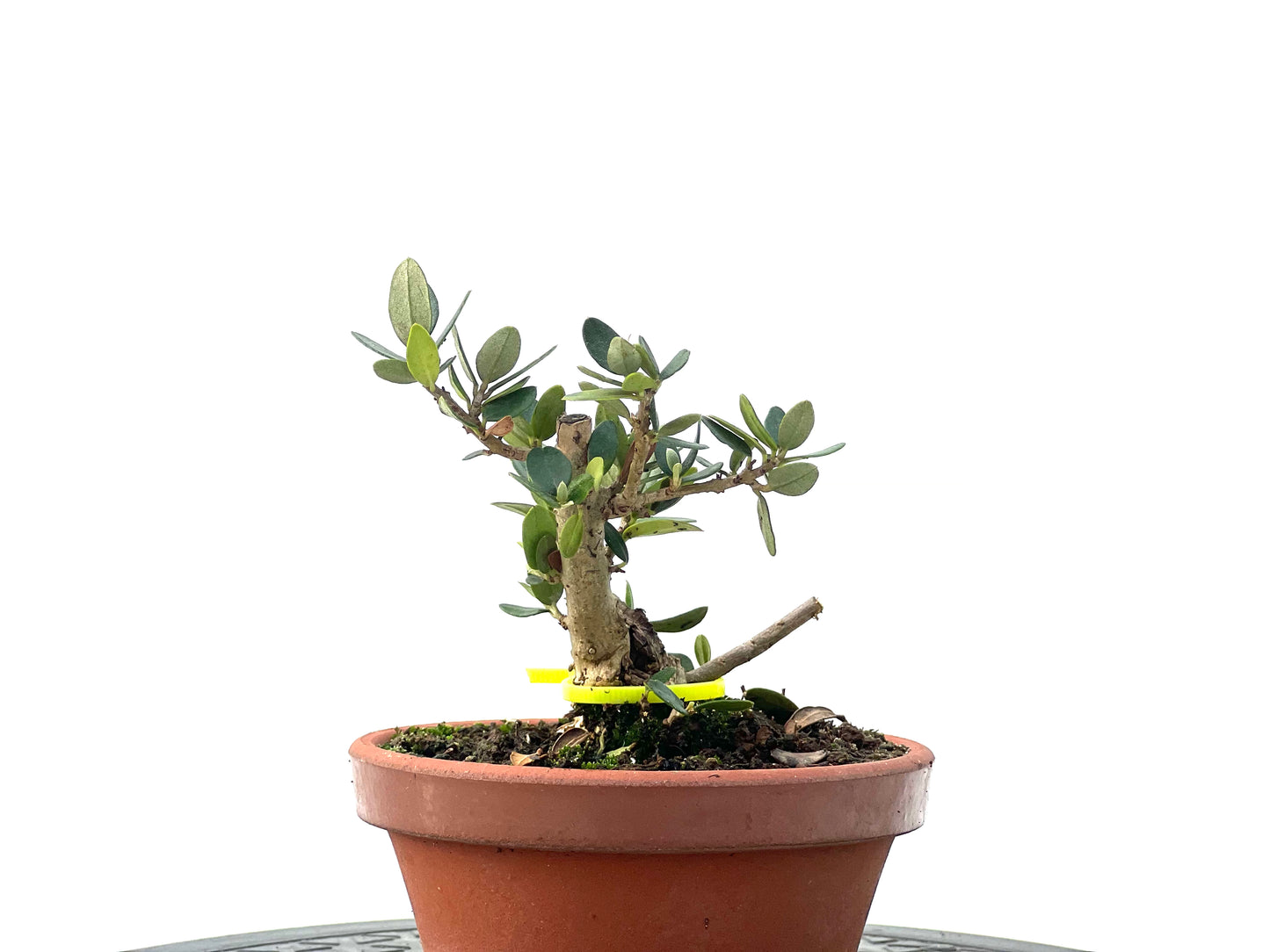 Olea Europaea Sylvestris 2343