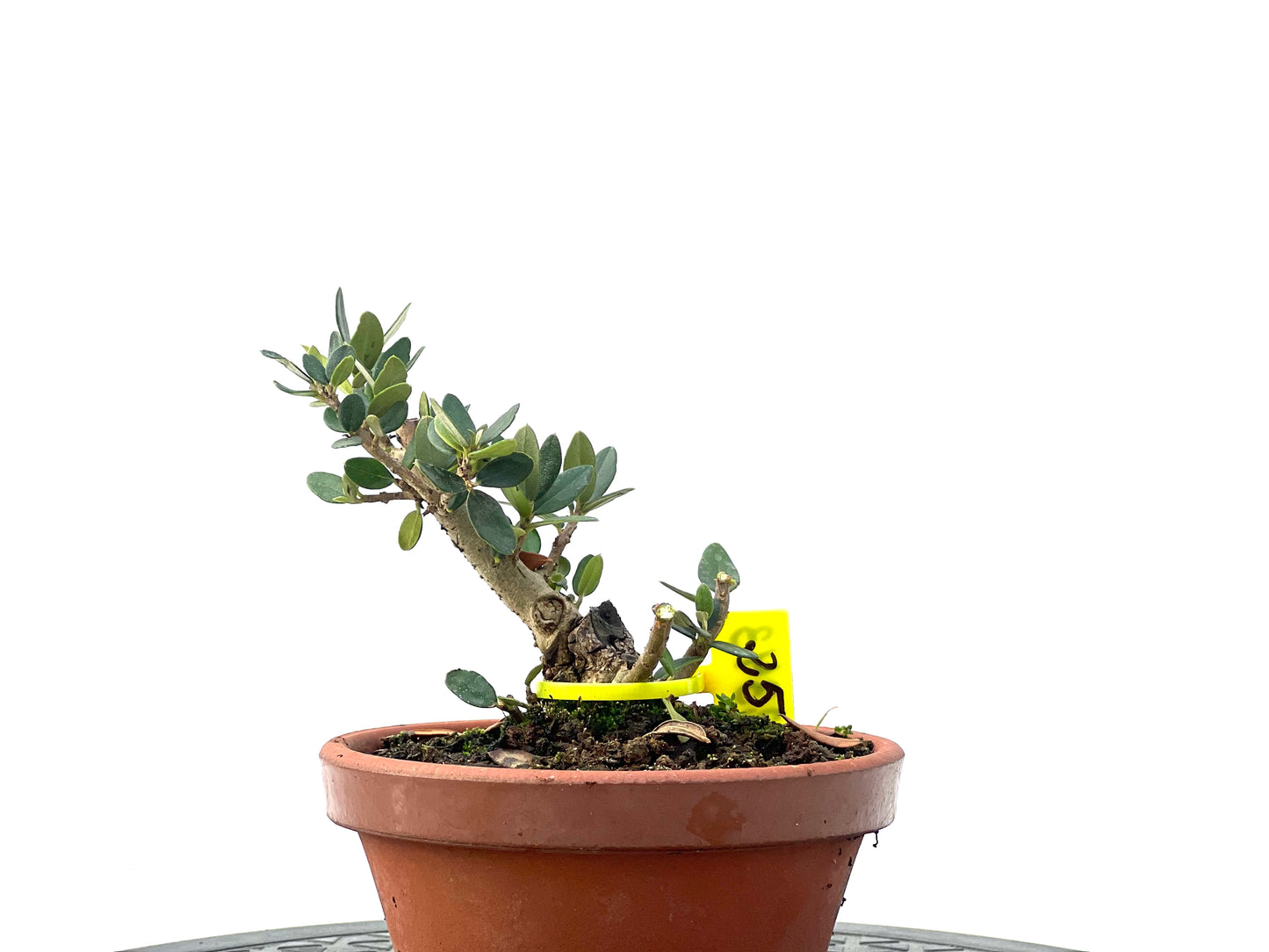Olea Europaea Sylvestris 2343