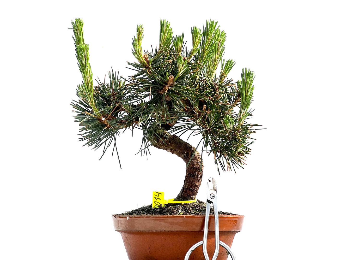 Pinus Thunbergii 0014