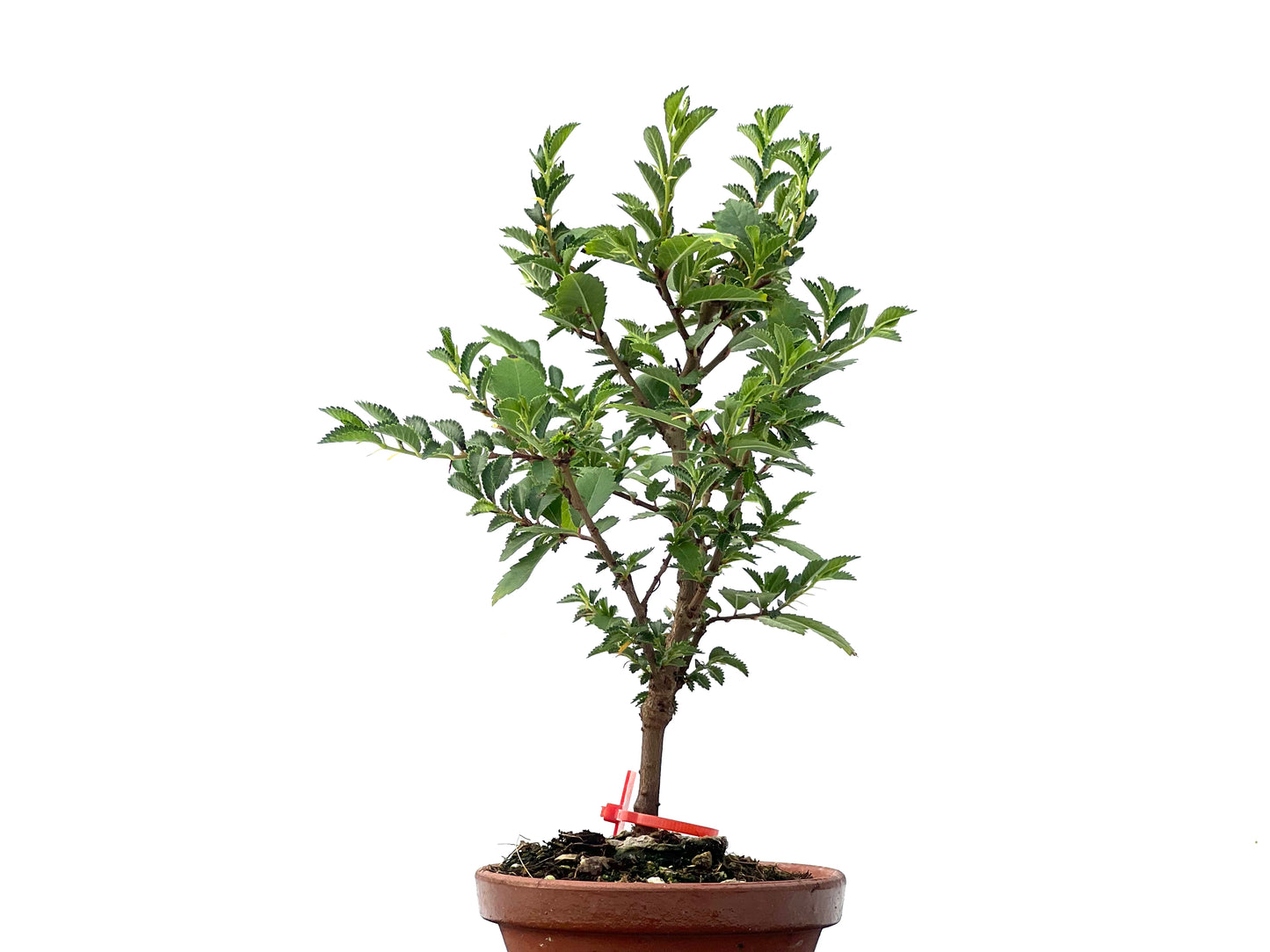 Olmo Nire Keyaki 2354