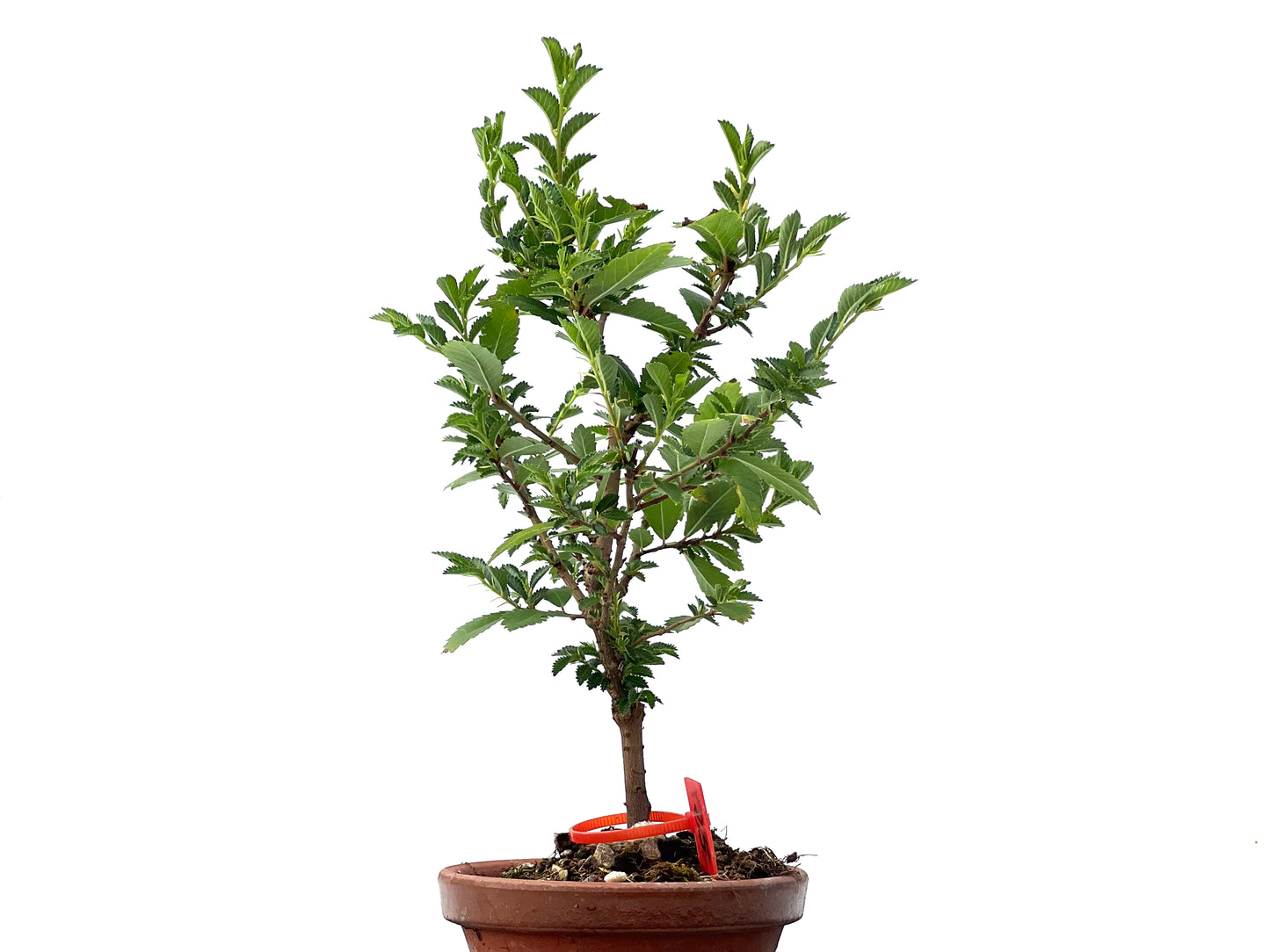 Olmo Nire Keyaki 2354