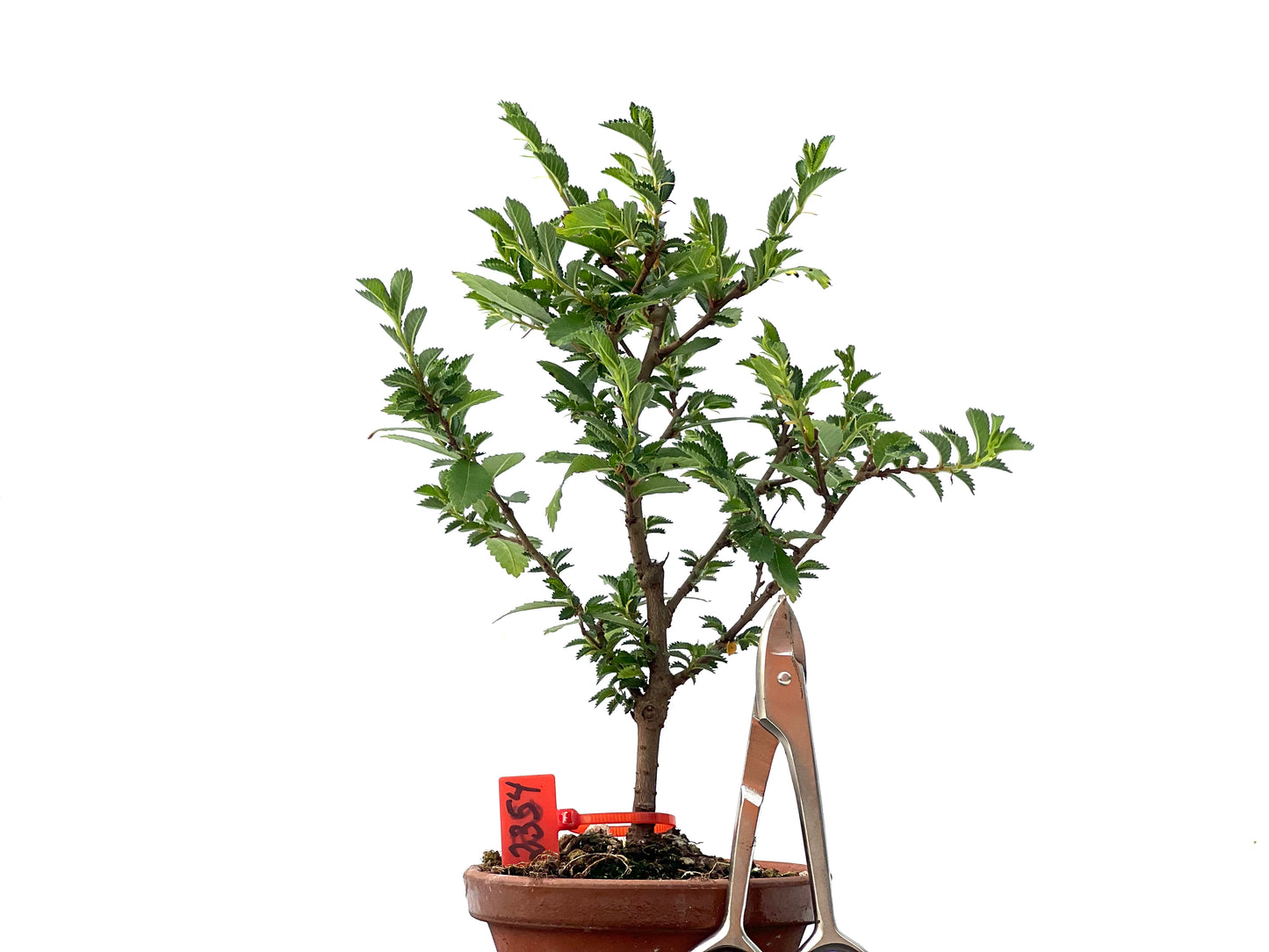 Olmo Nire Keyaki 2354