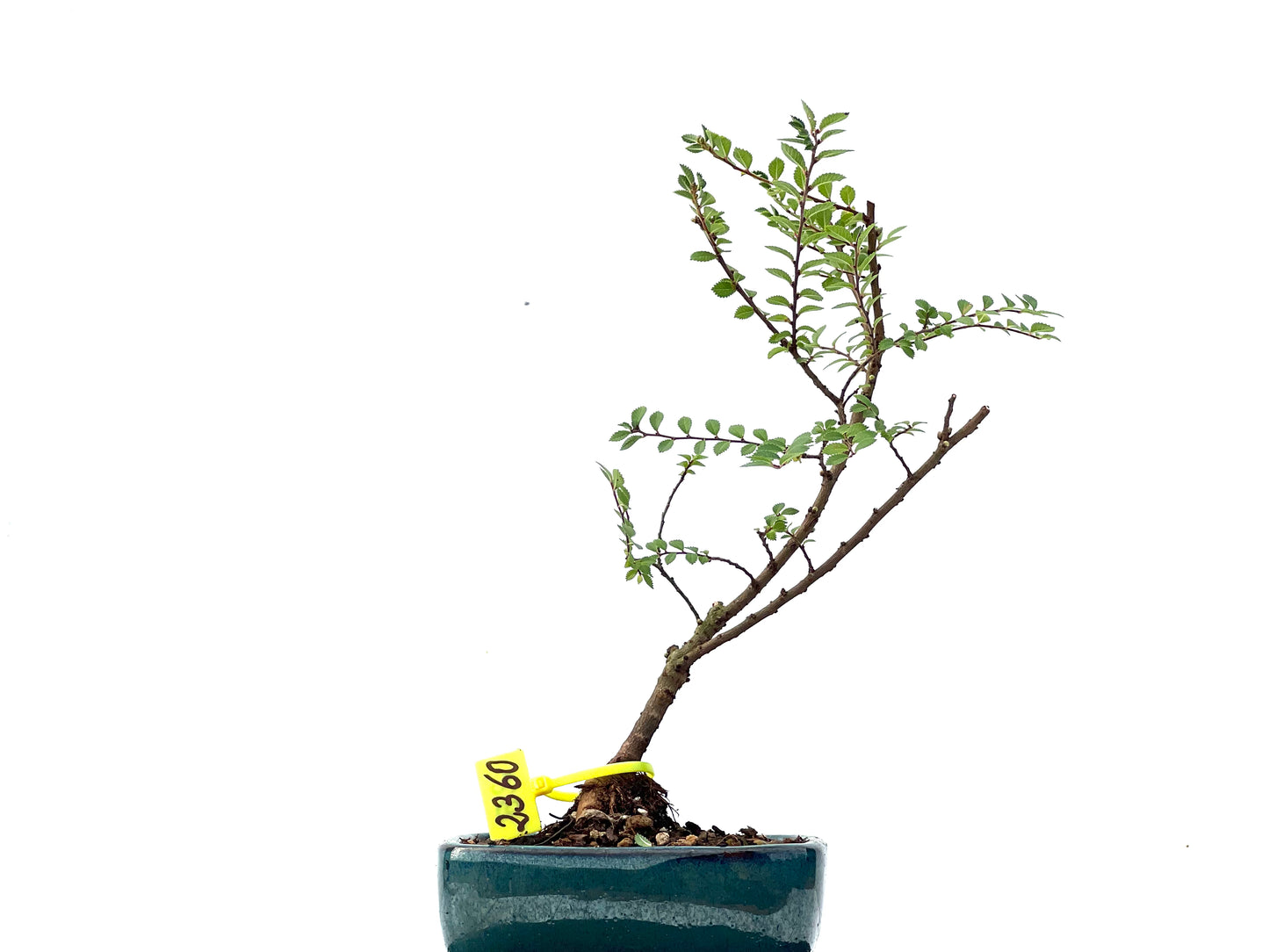 Ulmus Hokkaido 2360