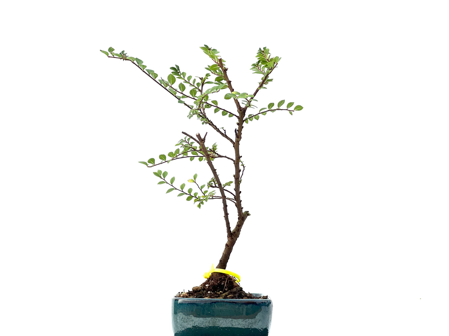 Ulmus Hokkaido 2360