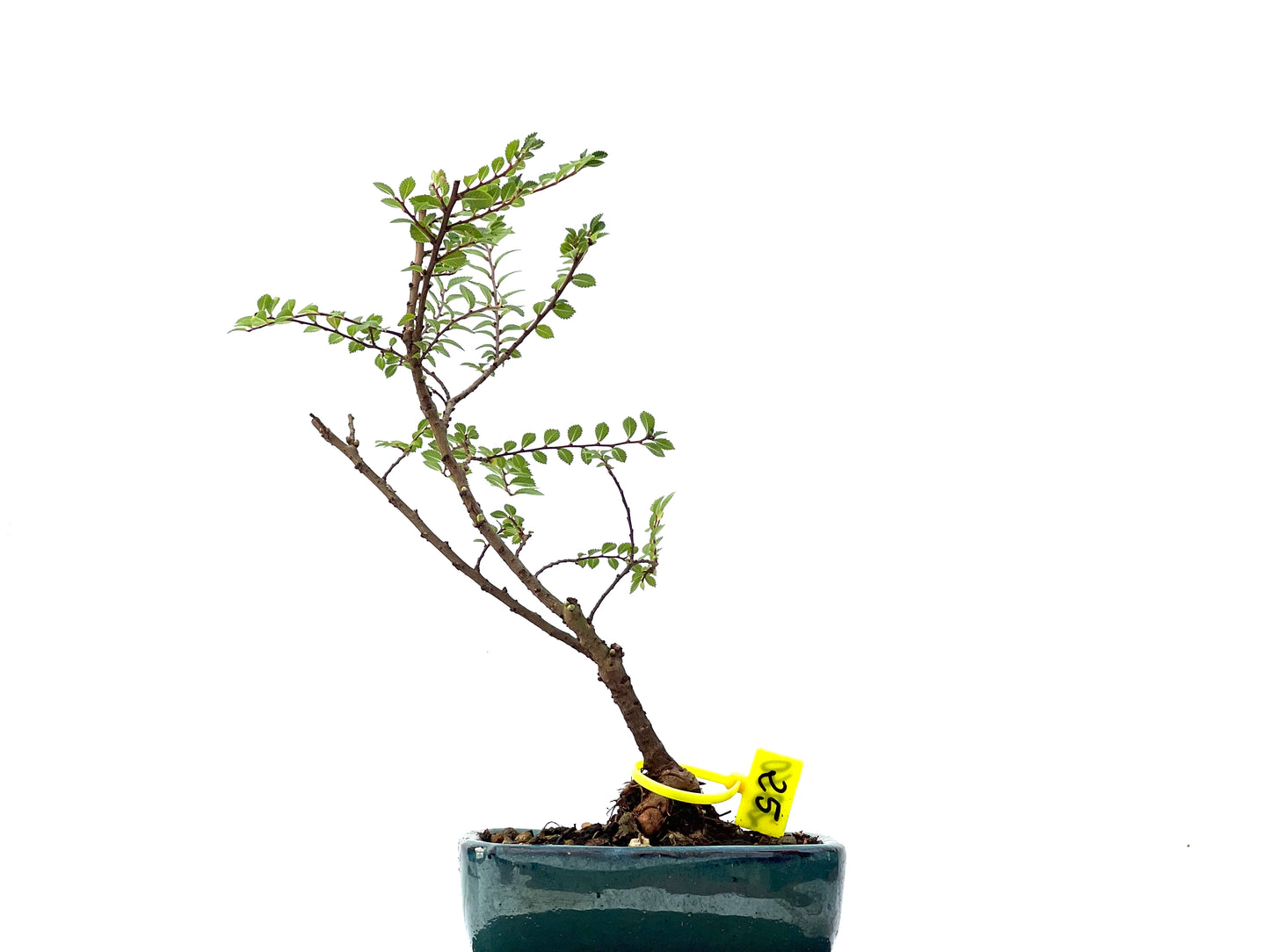 Ulmus Hokkaido 2360