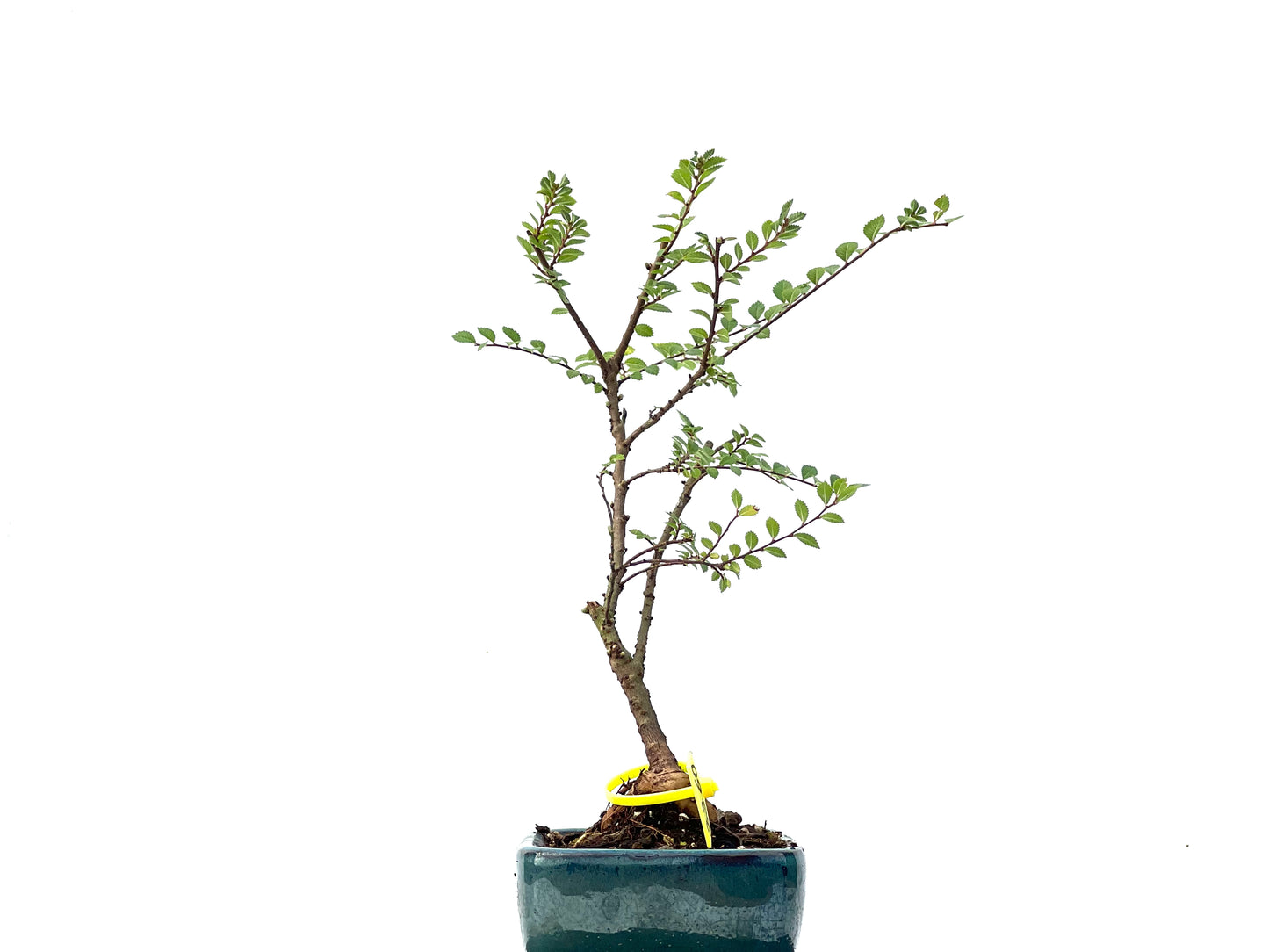 Ulmus Hokkaido 2360