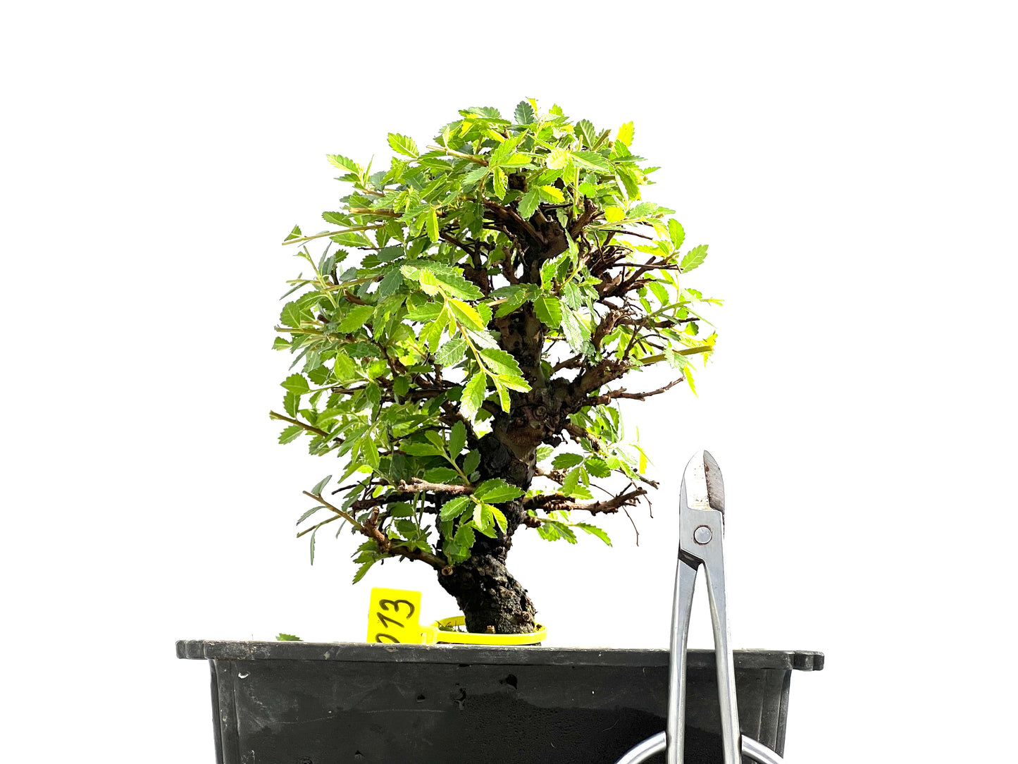 Zelkova Nire 0013