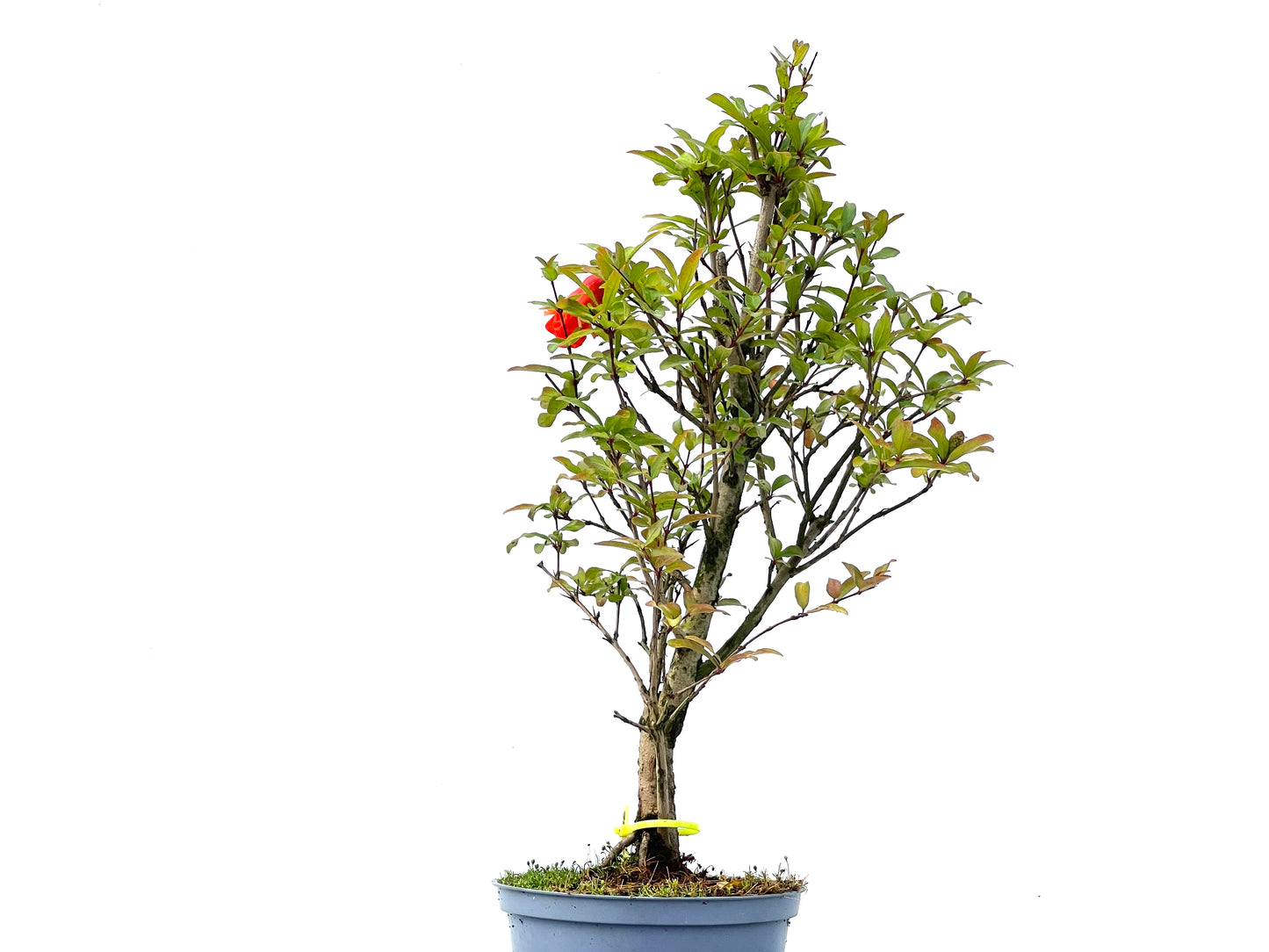 Punica Granatum Nana 2356
