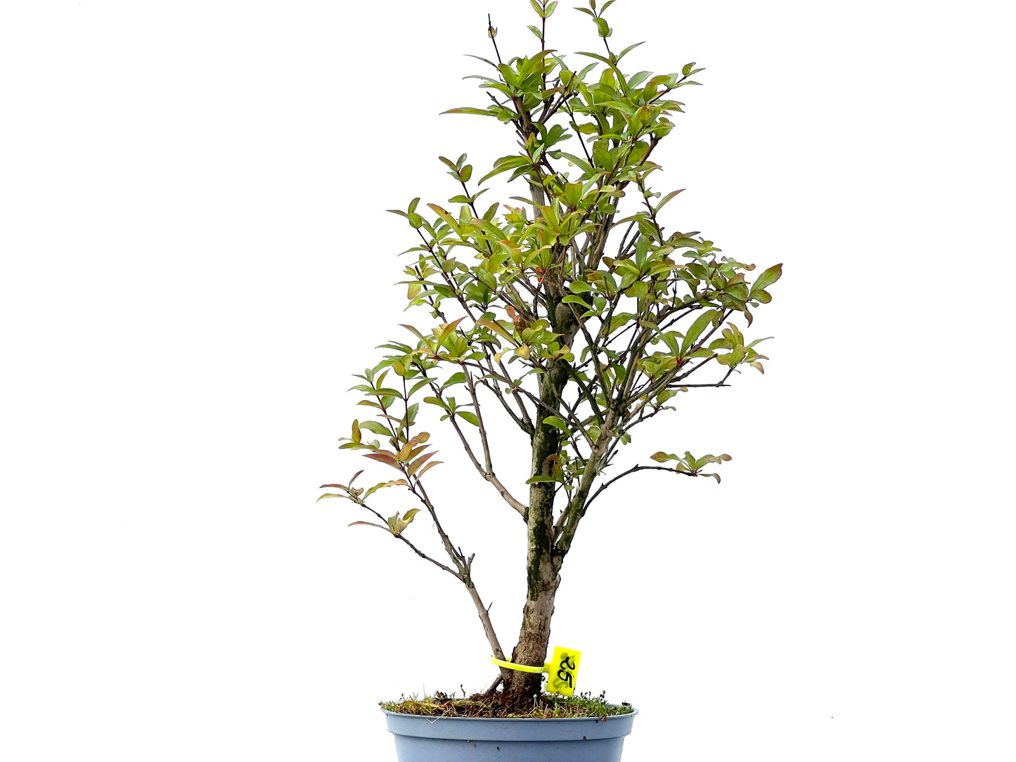 Punica Granatum Nana 2356