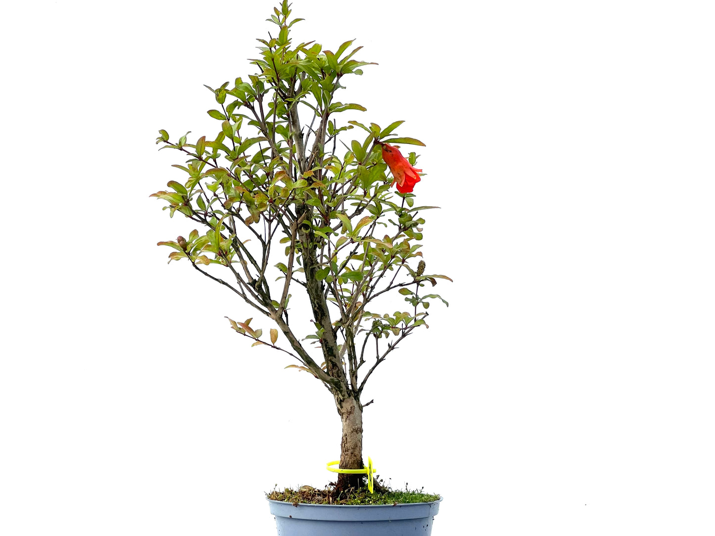 Punica Granatum Nana 2356