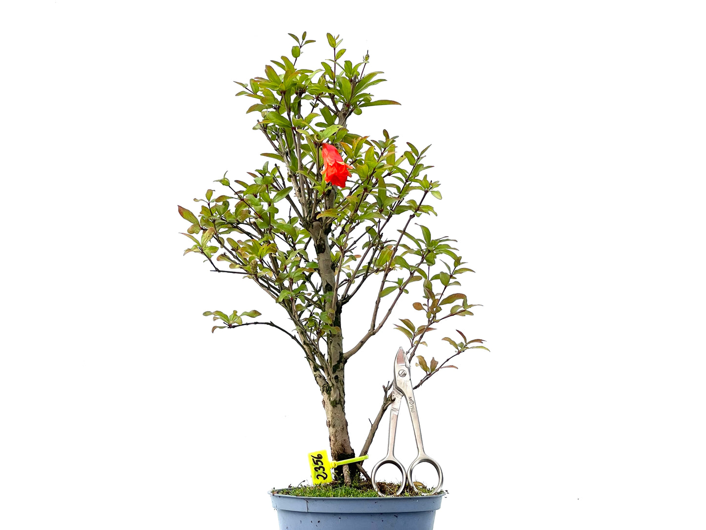 Punica Granatum Nana 2356