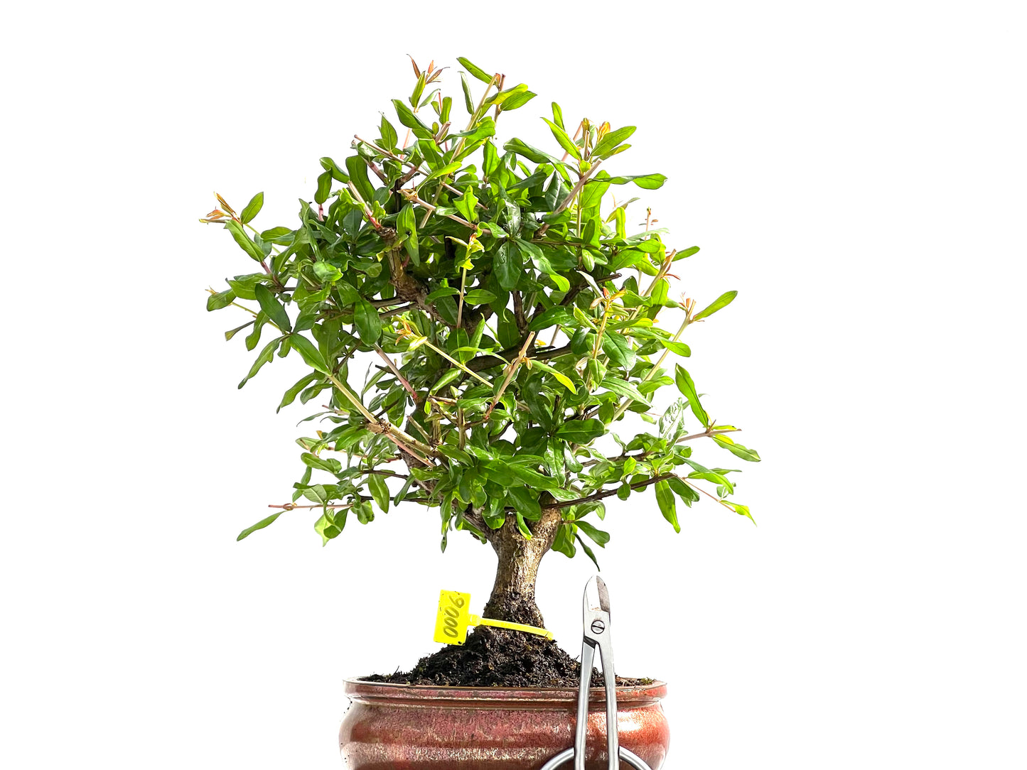 Punica Granatum Nejikan 0006