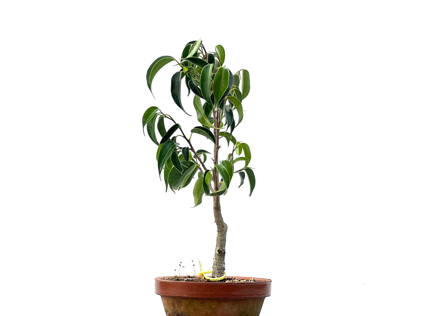 Ficus Benjamina 2355