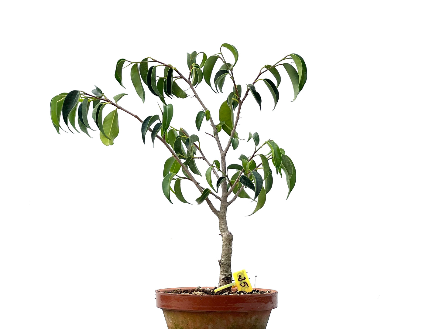 Ficus Benjamina 2355