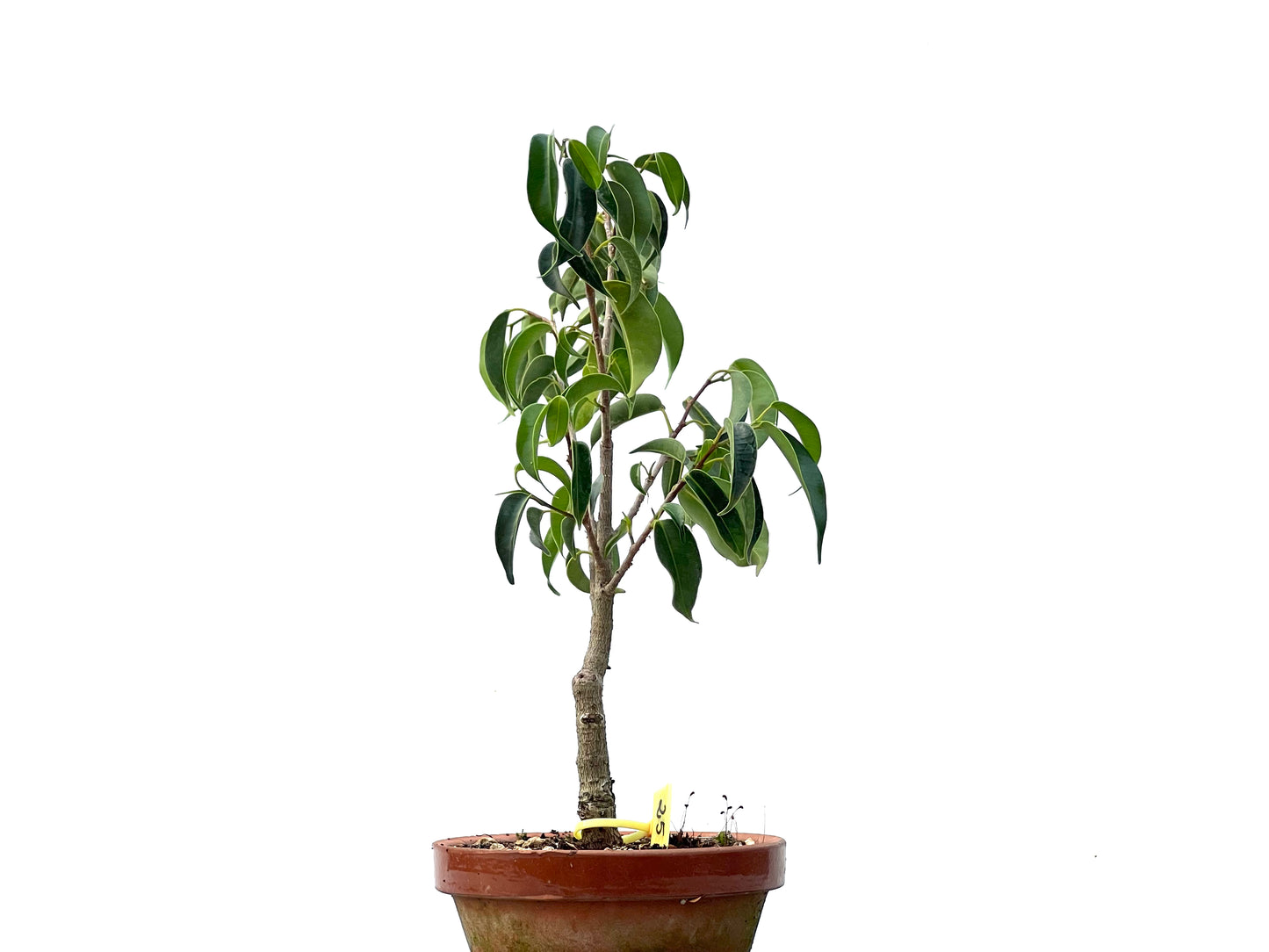 Ficus Benjamina 2355