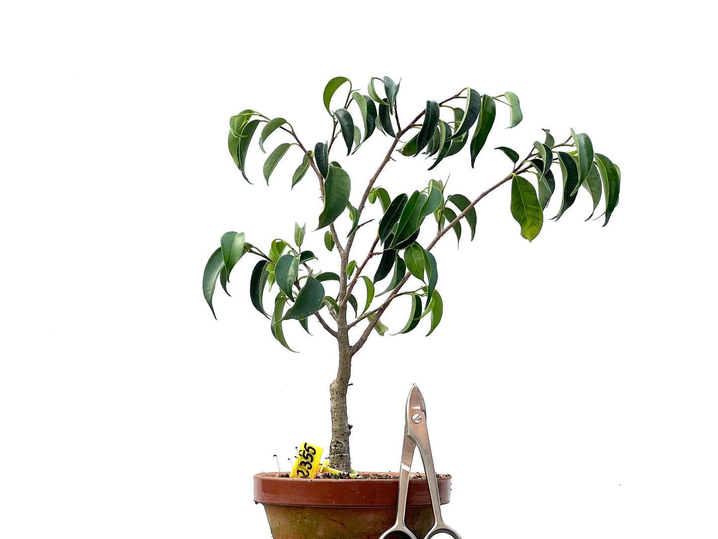 Ficus Benjamina 2355