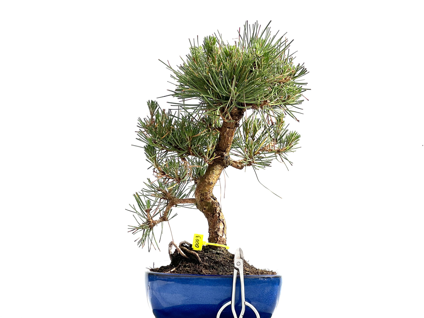 Pinus Thunbergii 0003