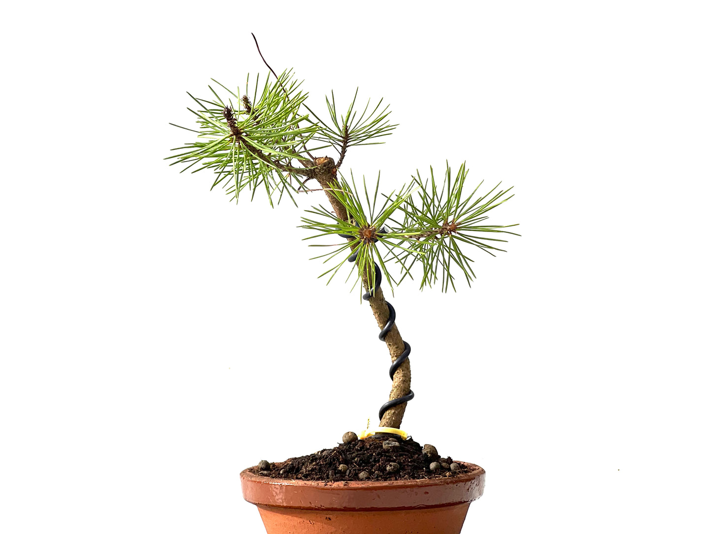 Pinus Densiflora 2373