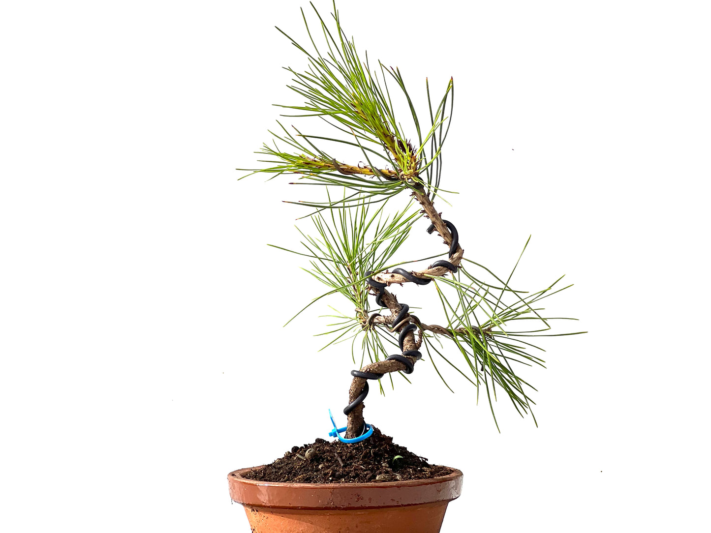 Pinus Densiflora 2375